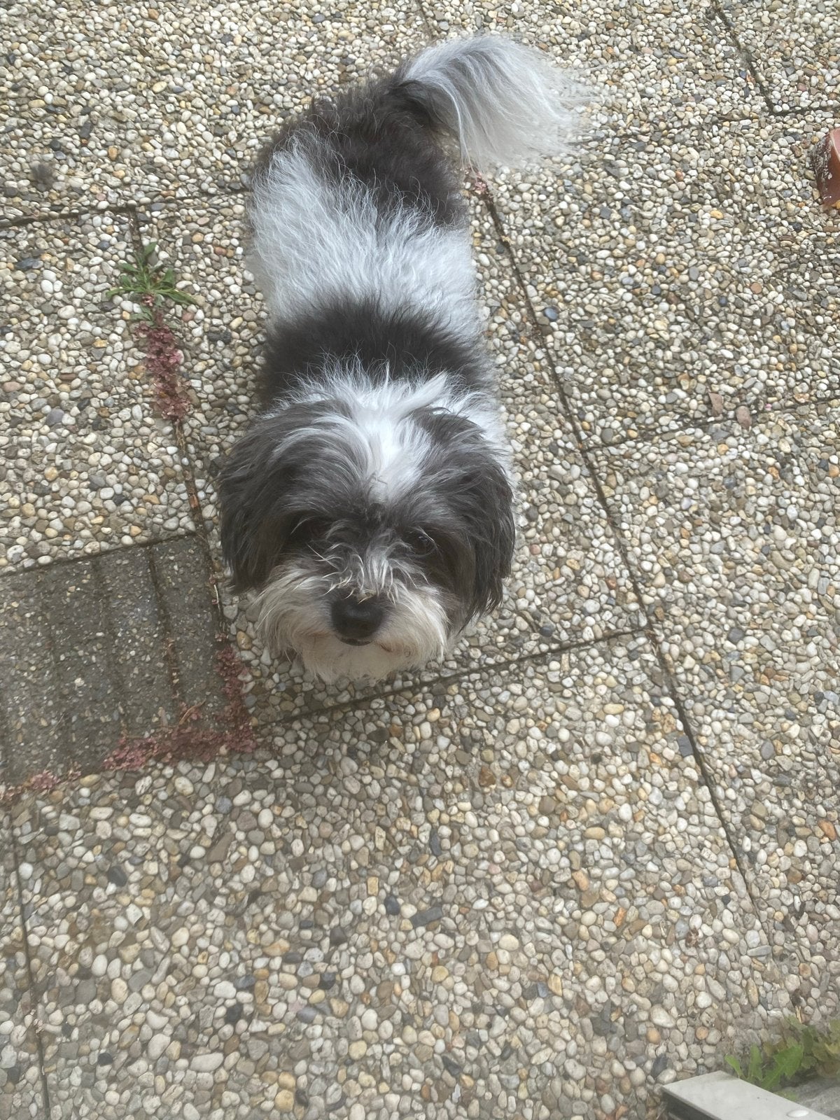 Boomer hondje, Dieren en Toebehoren, Reu, Parvo, Eén hond, Klein