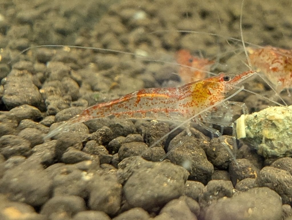 10 x Rode spookgarnalen, Dieren en Toebehoren, Vissen | Aquaria en Toebehoren, Ophalen of Verzenden, Nieuw, Overige typen