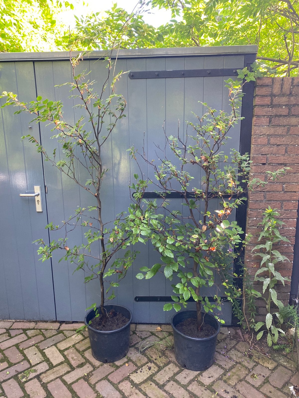 2 x gewone beuk - Fagus Sylvatica, Bloeit niet, Halfschaduw, Overige soorten, 100 tot 250 cm