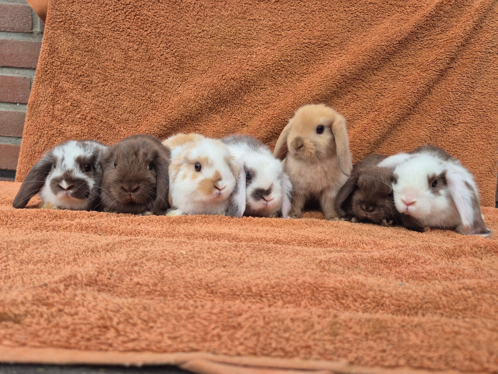 Lieve NHD en kleurdwergkonijntjes koppels gecastreerd geënt, Meerdere dieren, Dwerg, Hangoor, 0 tot 2 jaar