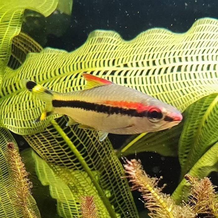 Sahyadria denisonii, Vis