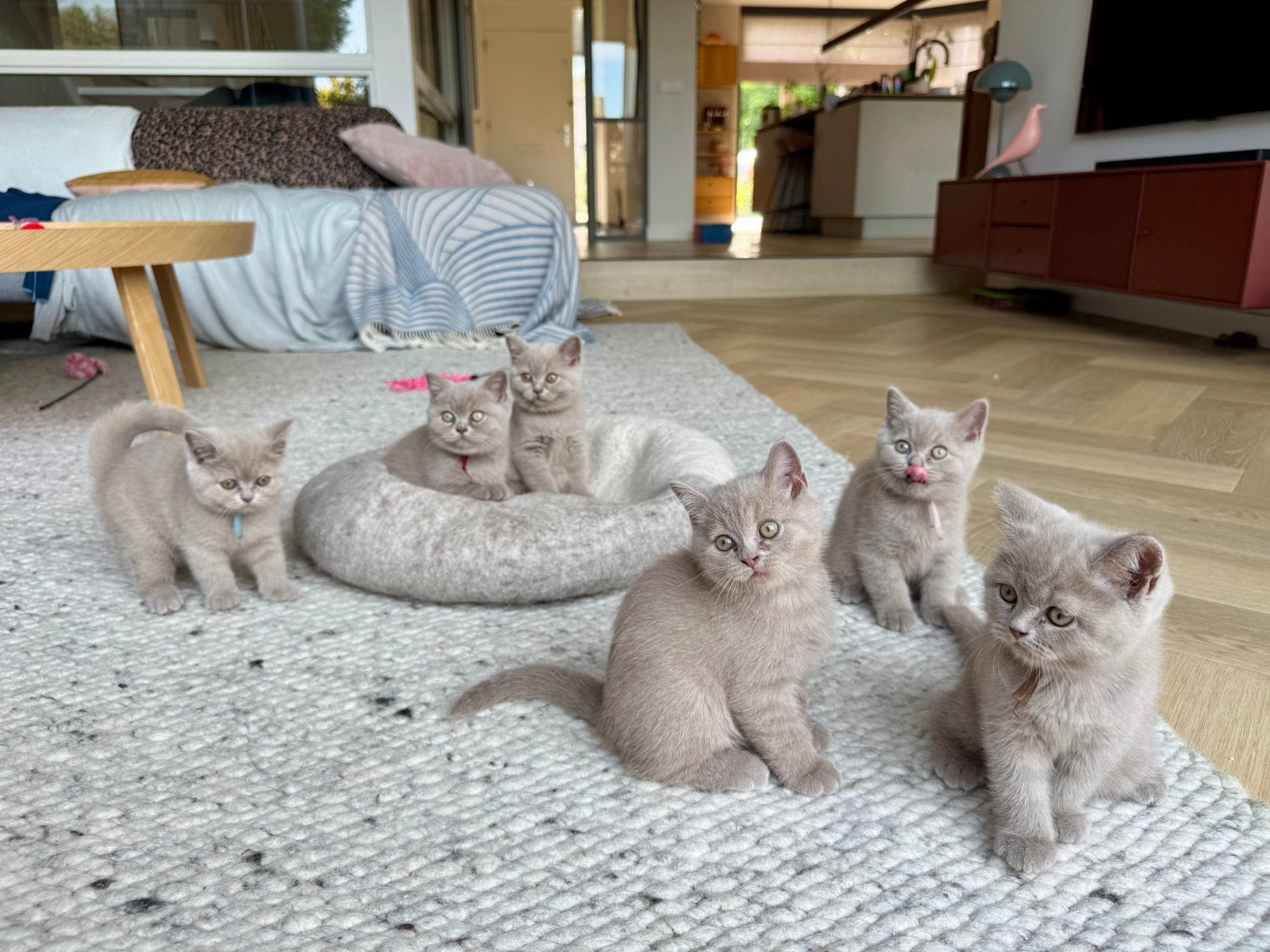 Britse Korthaar kittens | Lilac | nog 4 beschikbaar, Meerdere dieren, Ontwormd, 0 tot 2 jaar