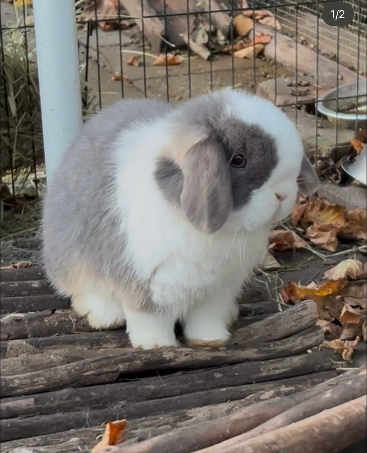 Super lief en knap gecastreerde minilop ram (gevaccineerd), Dieren en Toebehoren, Mannelijk, Dwerg