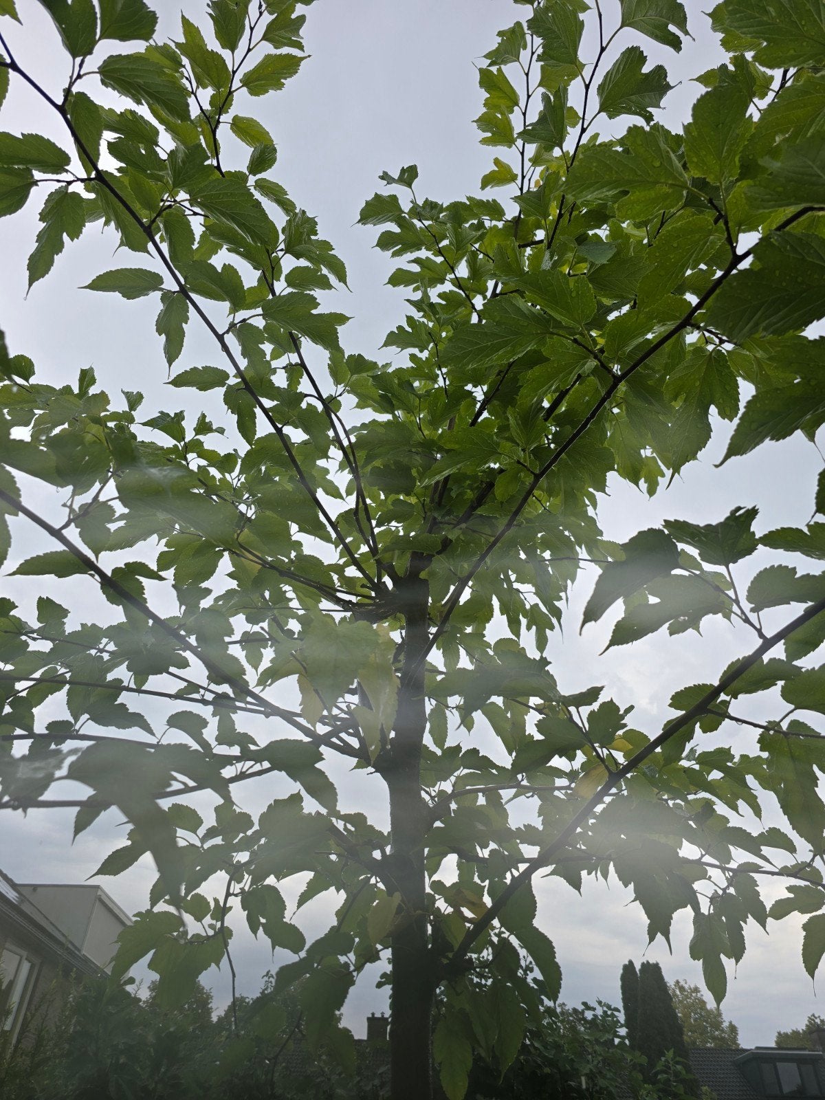 Moerbeibladeren - Vers geplukt, Tuin en Terras, Planten | Bomen, Ophalen of Verzenden, Volle zon, Overige soorten, Minder dan 100 cm