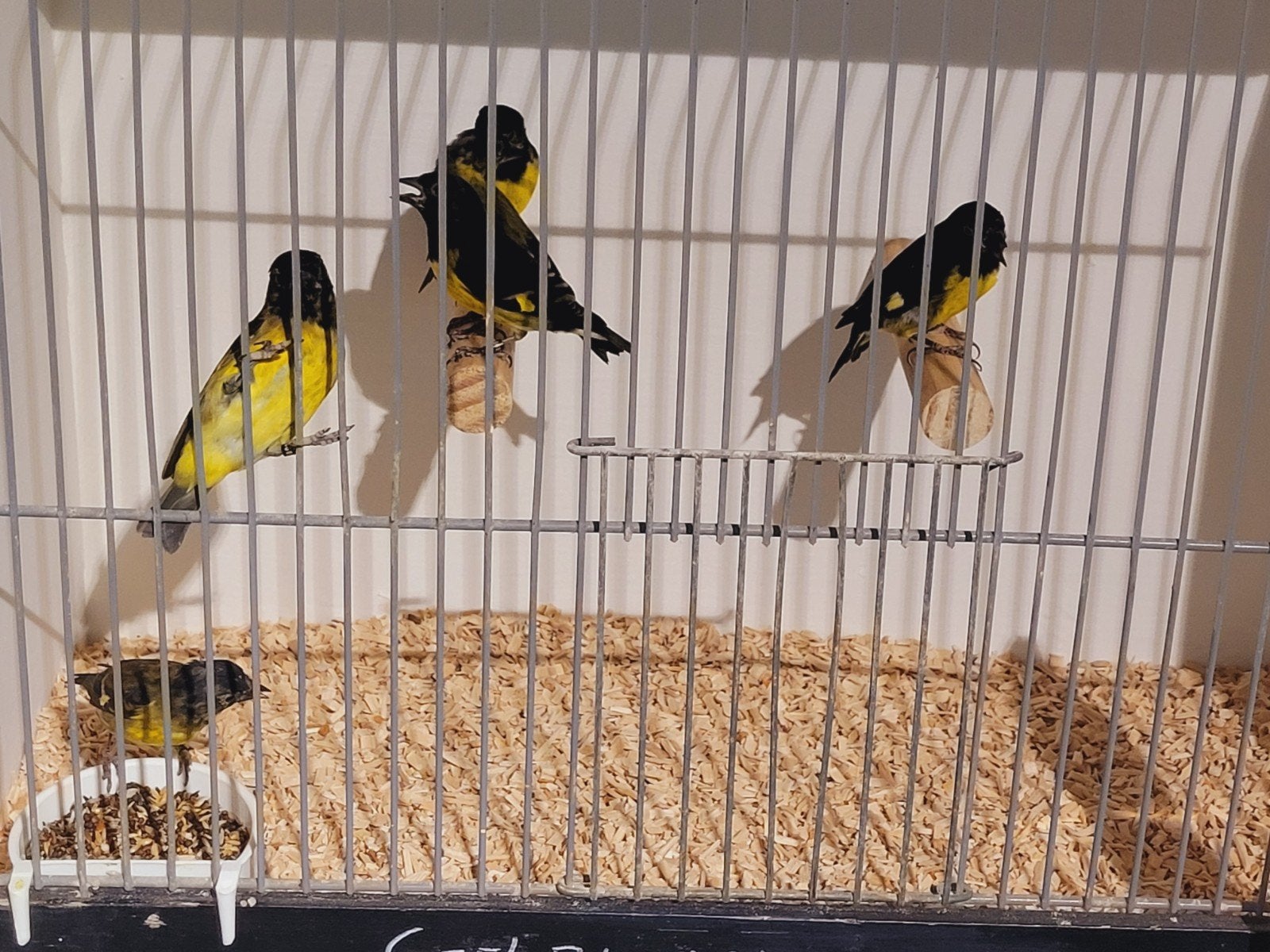 Geelbuiksijzen diverse koppels., Meerdere dieren