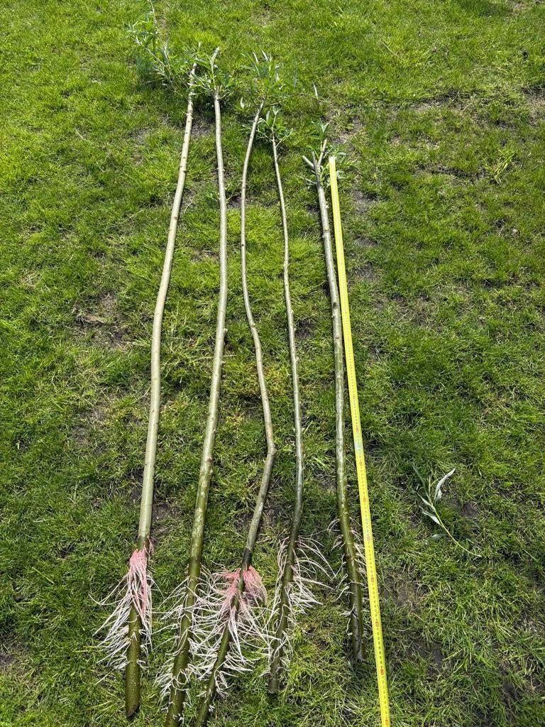 Wilgentakken met wortels - 140cm tot 200cm, Volle zon, Vaste plant, Lente, Ophalen