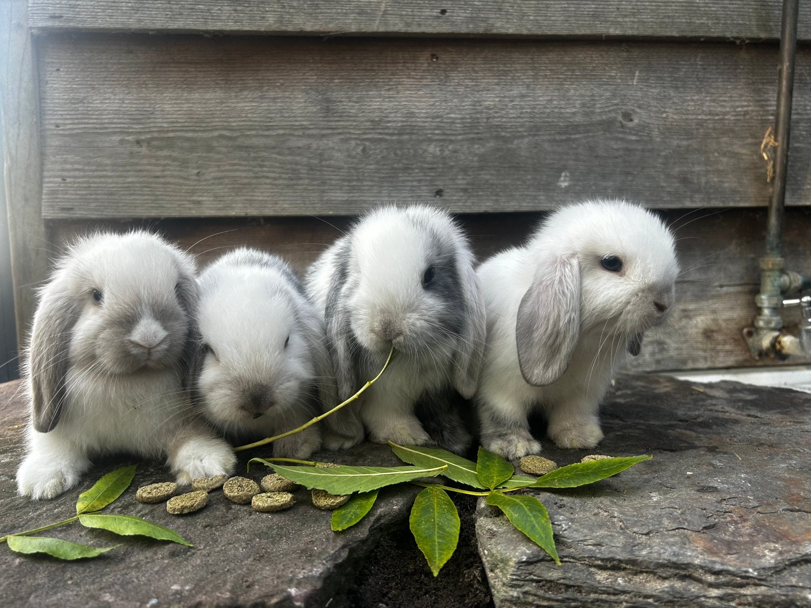 Baby konijntjes NHD siam en bonte dwerg hangoor, Dieren en Toebehoren, Meerdere dieren, Dwerg, Hangoor, 0 tot 2 jaar