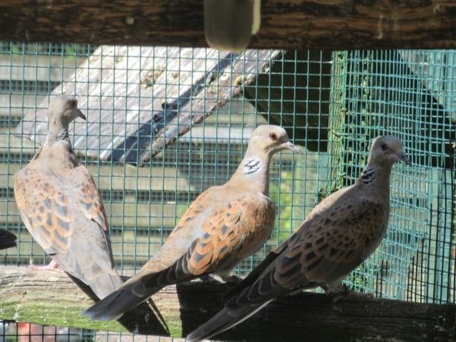 Koppel zomertortels met cites papieren, Dieren en Toebehoren, Meerdere dieren, Postduif