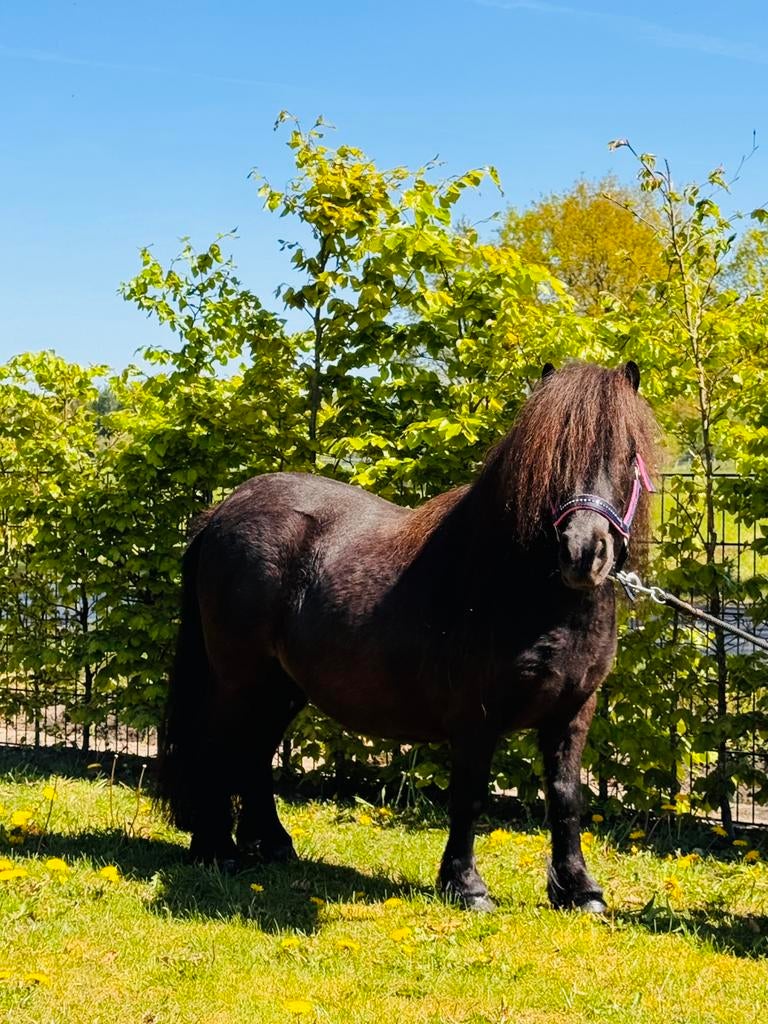 🩵💖🩵💖knappe stamboekponys🩵💖💙💖, Dieren en Toebehoren, Pony's, Niet van toepassing, 0 tot 2 jaar, Hengst, A pony (tot 1.17m)