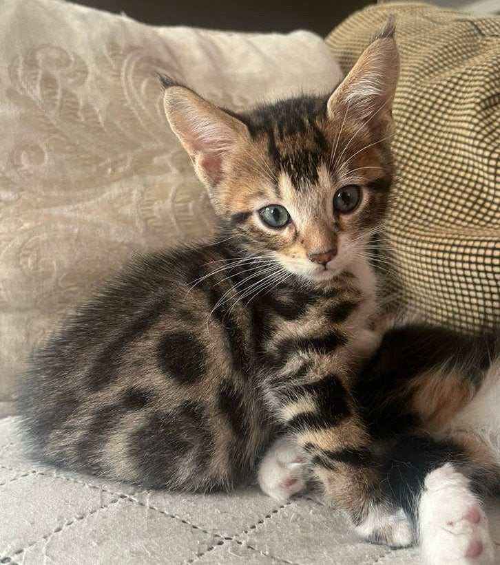 Uniek kitten poesje X Snow Bengaal/Maine Coon, Dieren en Toebehoren, Poes, Ontwormd