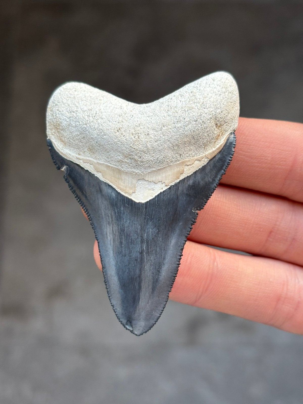 Megalodon haaientand Bone Valley 7.39 centimeter, Ophalen of Verzenden, Fossiel