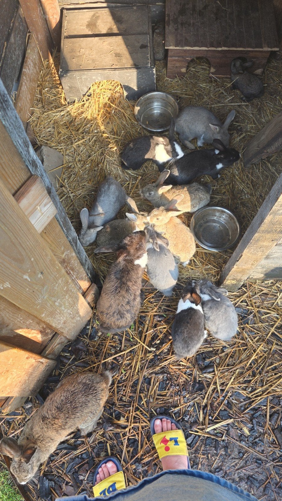 Lieve konijntjes, Dieren en Toebehoren, Meerdere dieren