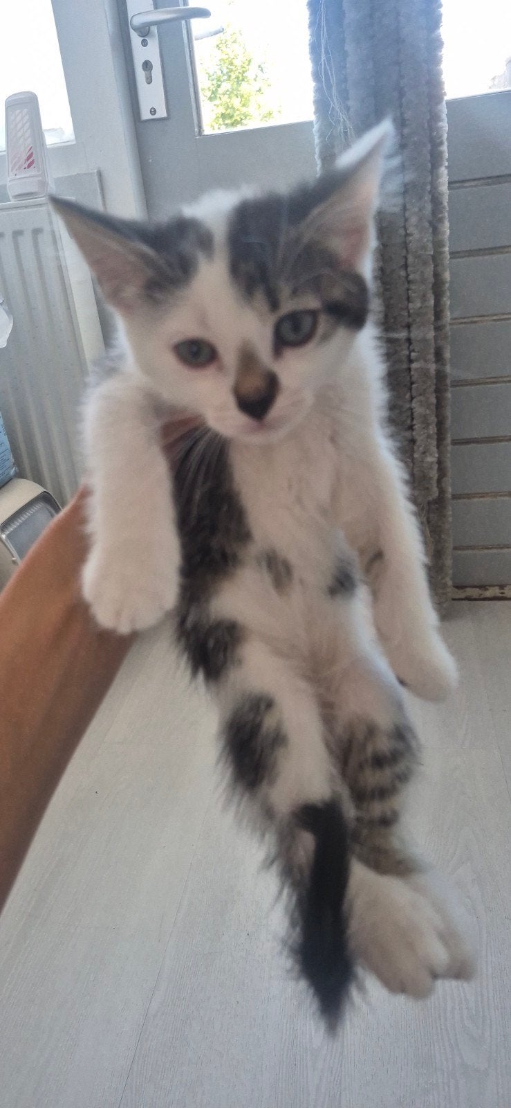 Nog 1 kitten te koop, Dieren en Toebehoren, Meerdere dieren, Kortharig, 0 tot 2 jaar
