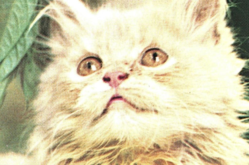 36161 Voor het kind vhk Poes Mooie oude kaart Onbeschreven, Ophalen of Verzenden, 1960 tot 1980, Ongelopen, Natuur