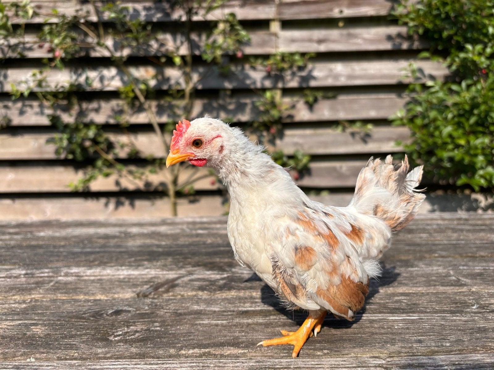 Gratis twee jonge serama’s, Dieren en Toebehoren, Geslacht onbekend, Kip
