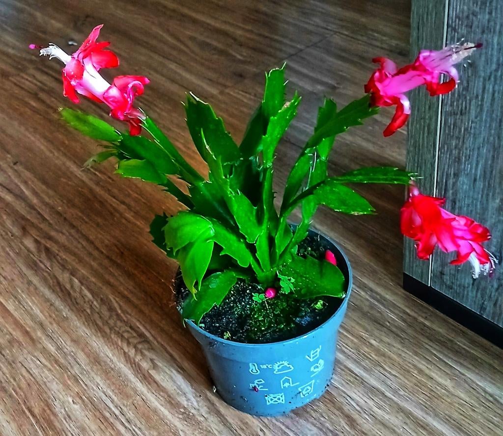 Schlumbergera truncata, Huis en Inrichting, Kamerplanten, Ophalen, Halfschaduw, Minder dan 100 cm