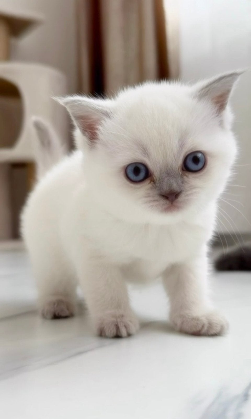 Britse korthaar kittens, Kortharig