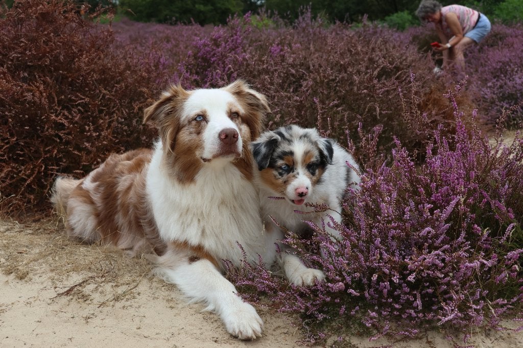 Australian shepherd / border collie pup, 8 tot 15 weken, Collie, Meerdere, Meerdere dieren