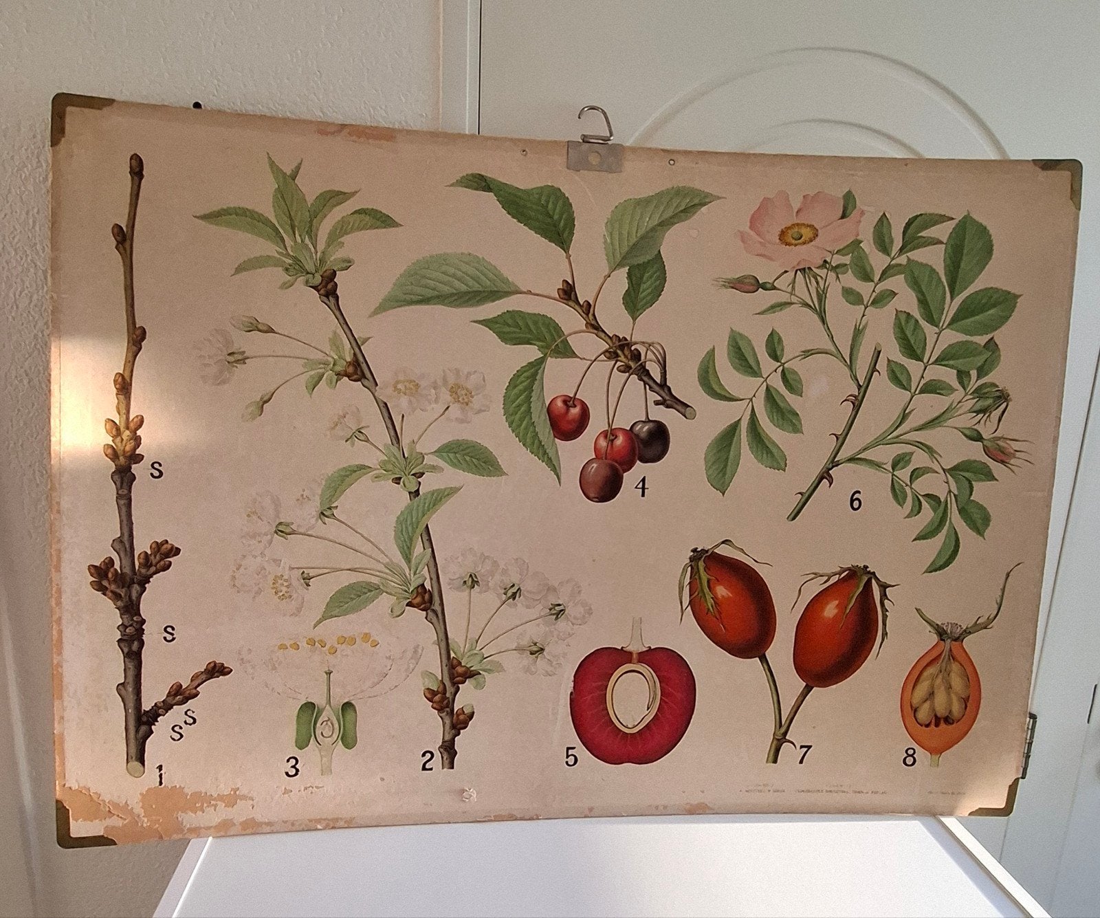 Vintage Botanische schoolplaat van Chr. J. Cato, Antiek en Kunst, Curiosa en Brocante, Ophalen