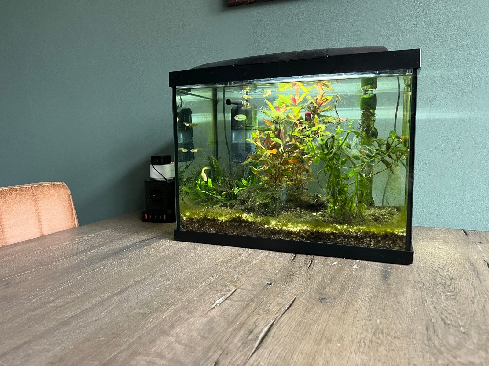 40L Aquarium met vissen, Superfish, Ophalen, Gebruikt, Inclusief vissen, Gevuld zoetwateraquarium