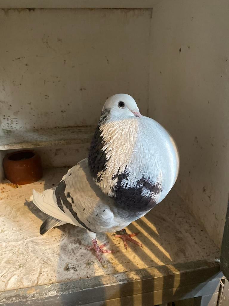 Gezocht korte duif, Dieren en Toebehoren, Vogels | Duiven, Vrouwelijk, Kropper