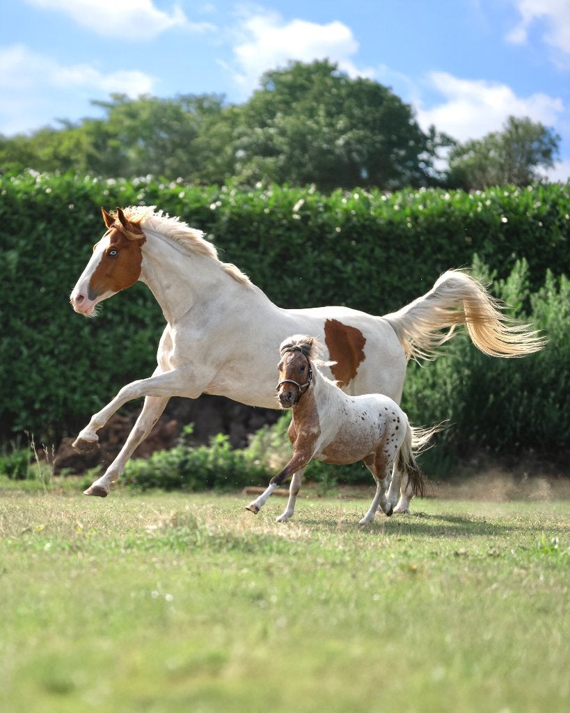 Gezocht, weide of paddock te huur, Weidegang, 2 of 3 paarden of pony's