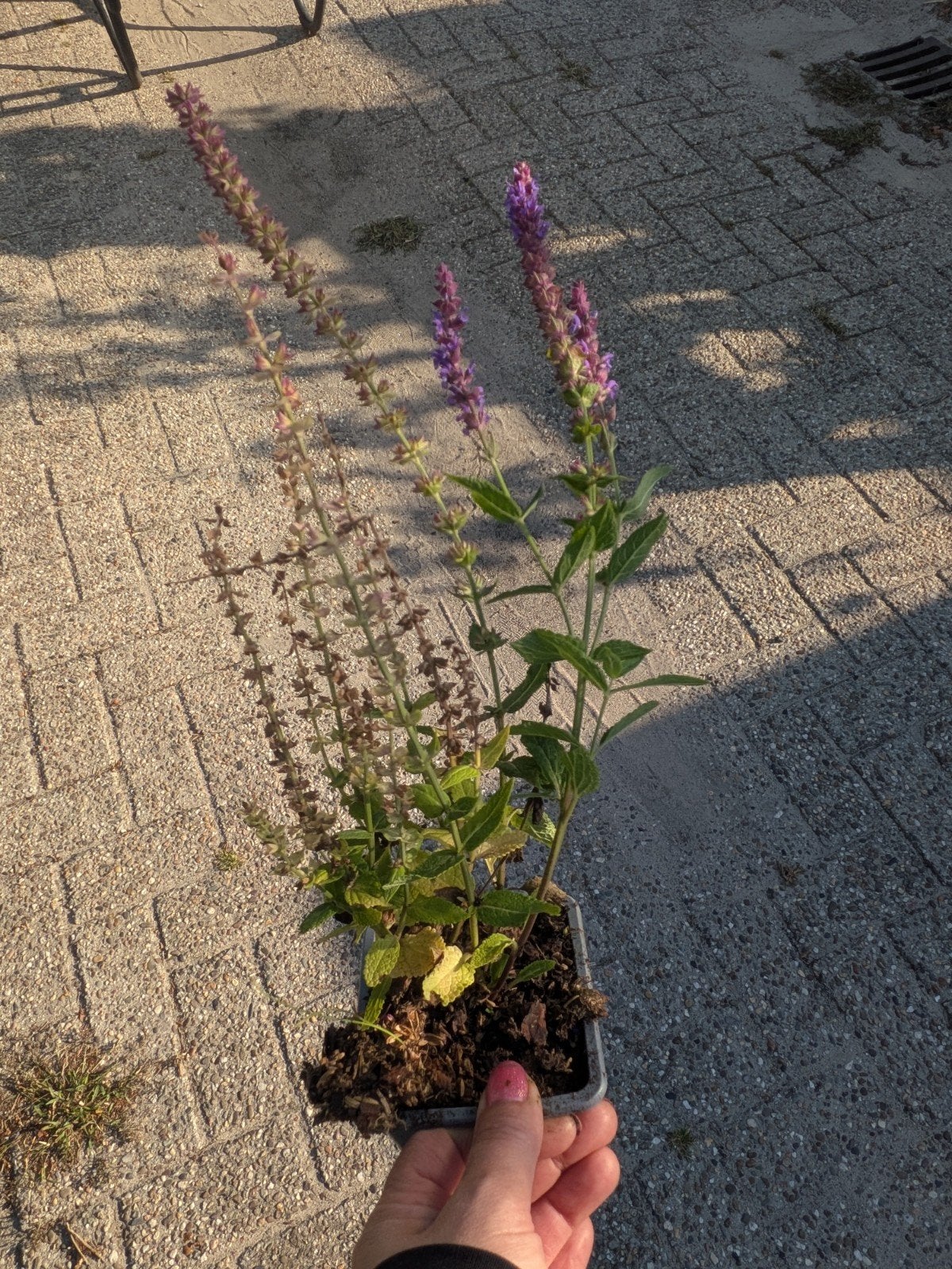 Salvia Ost Friesland - Prachtige Vaste Plant, Overige soorten, Volle zon, Vaste plant, Ophalen of Verzenden