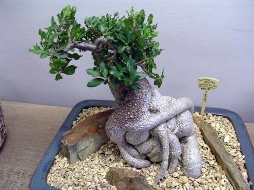 Fockea Edulis caudex plant, Ophalen of Verzenden