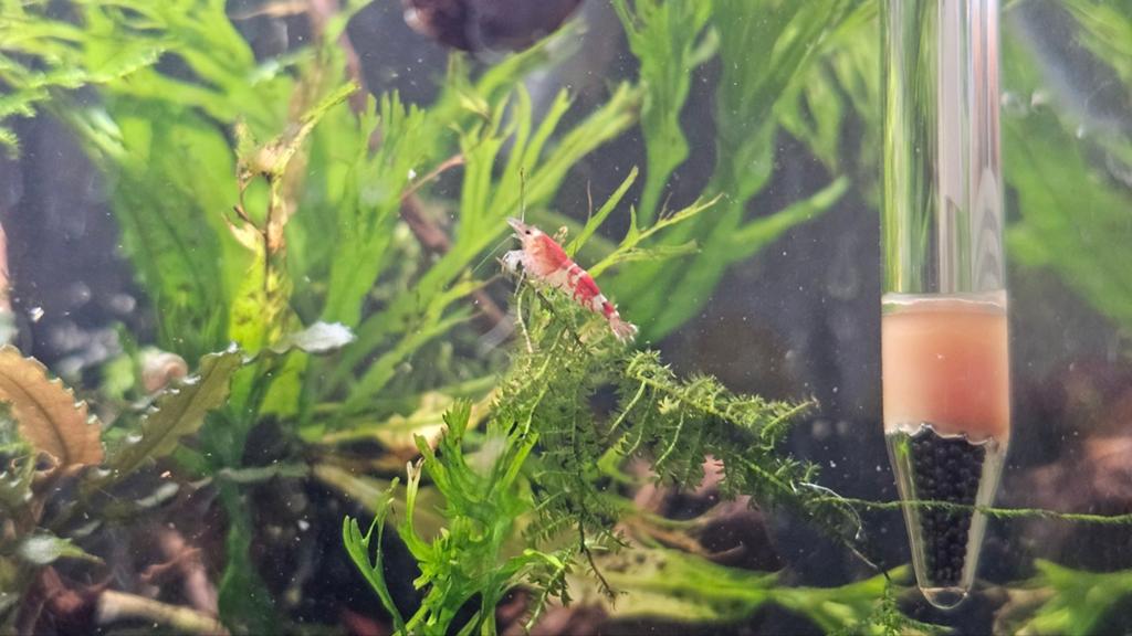 30x Chrystal red garnalen op kraanwater, Kreeft, Krab of Garnaal, Zoetwatervis