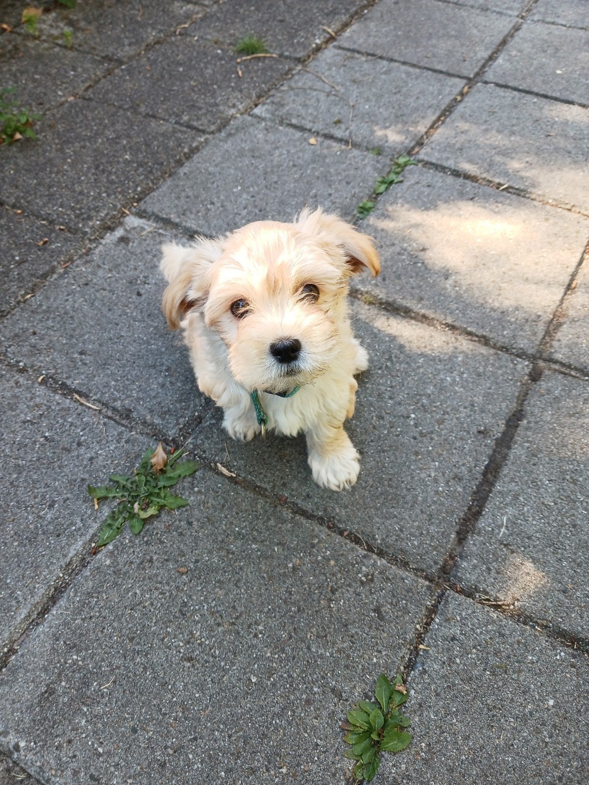 Maltipoo pup, Dieren en Toebehoren, Honden | Chihuahua's en Gezelschapshonden, Parvo, Overige rassen, 8 tot 15 weken, Teef
