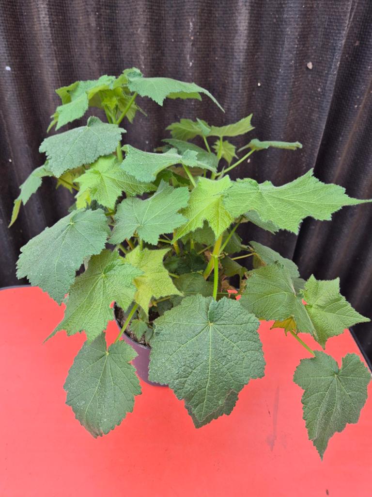 Sparrmannia africana Kamerlinde p17, Huis en Inrichting, Kamerplanten, Ophalen of Verzenden, Halfschaduw, Minder dan 100 cm