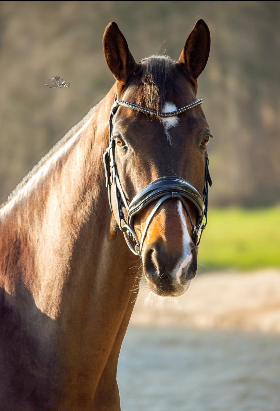 Te koop: prachtige en lieve 11-jarige allrounder!, Dieren en Toebehoren, Met stamboom, Z, Ruin, Dressuurpaard