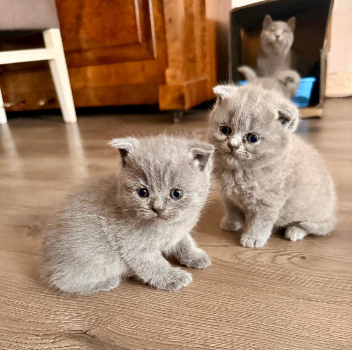 Vier prachtige Britse Korthaar kittens, Dieren en Toebehoren, Meerdere dieren, Ontwormd, 0 tot 2 jaar