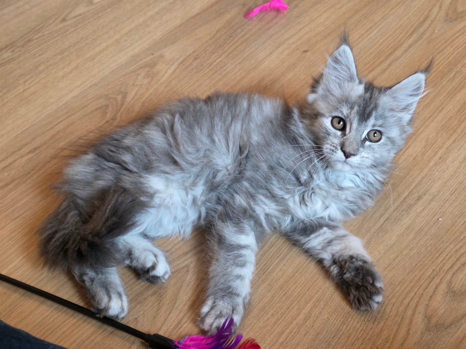 Prachtige, lieve Stamboom Maine Coon kitten beschikbaar, Poes, Met stamboom, 0 tot 2 jaar