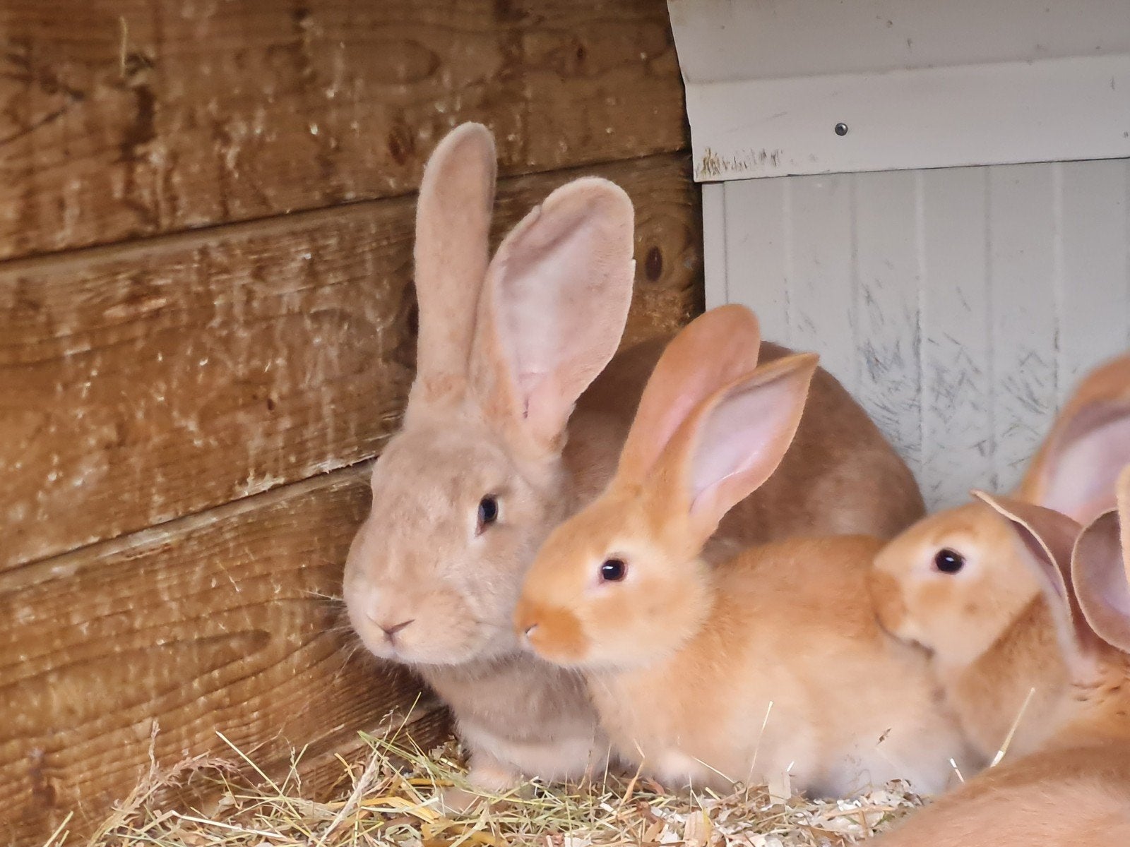 Gele vlaamse reuzen, Meerdere dieren, Groot, 0 tot 2 jaar