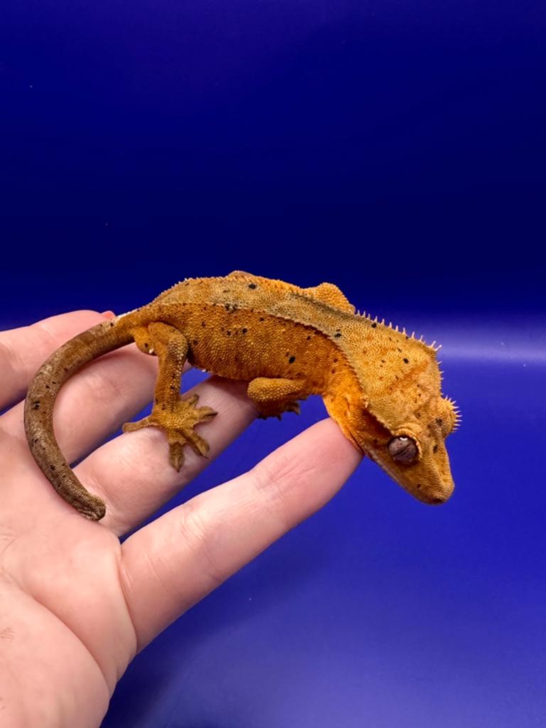 Wimpergekko man red dalmatian Crested Gecko - male for sale from RX Cresties