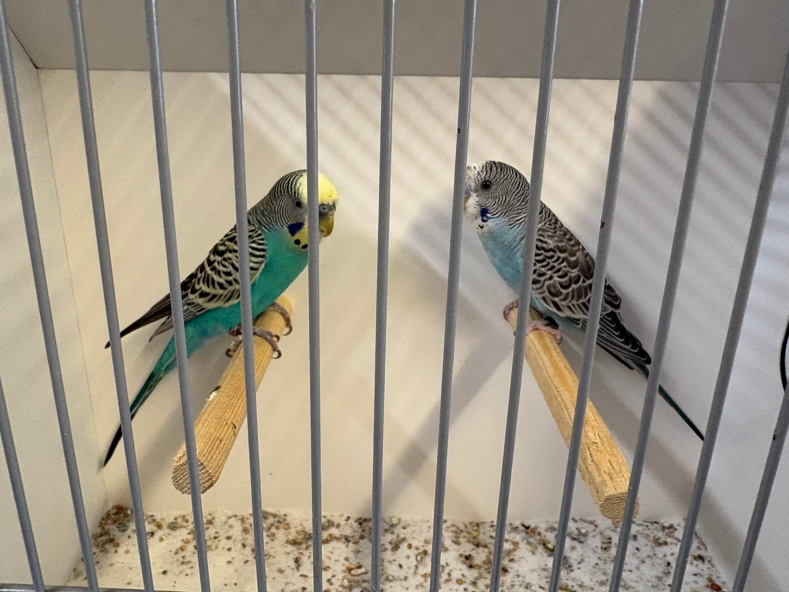Grasparkieten  koppel 24/26, Dieren en Toebehoren, Meerdere dieren, Tropenvogel, Geringd