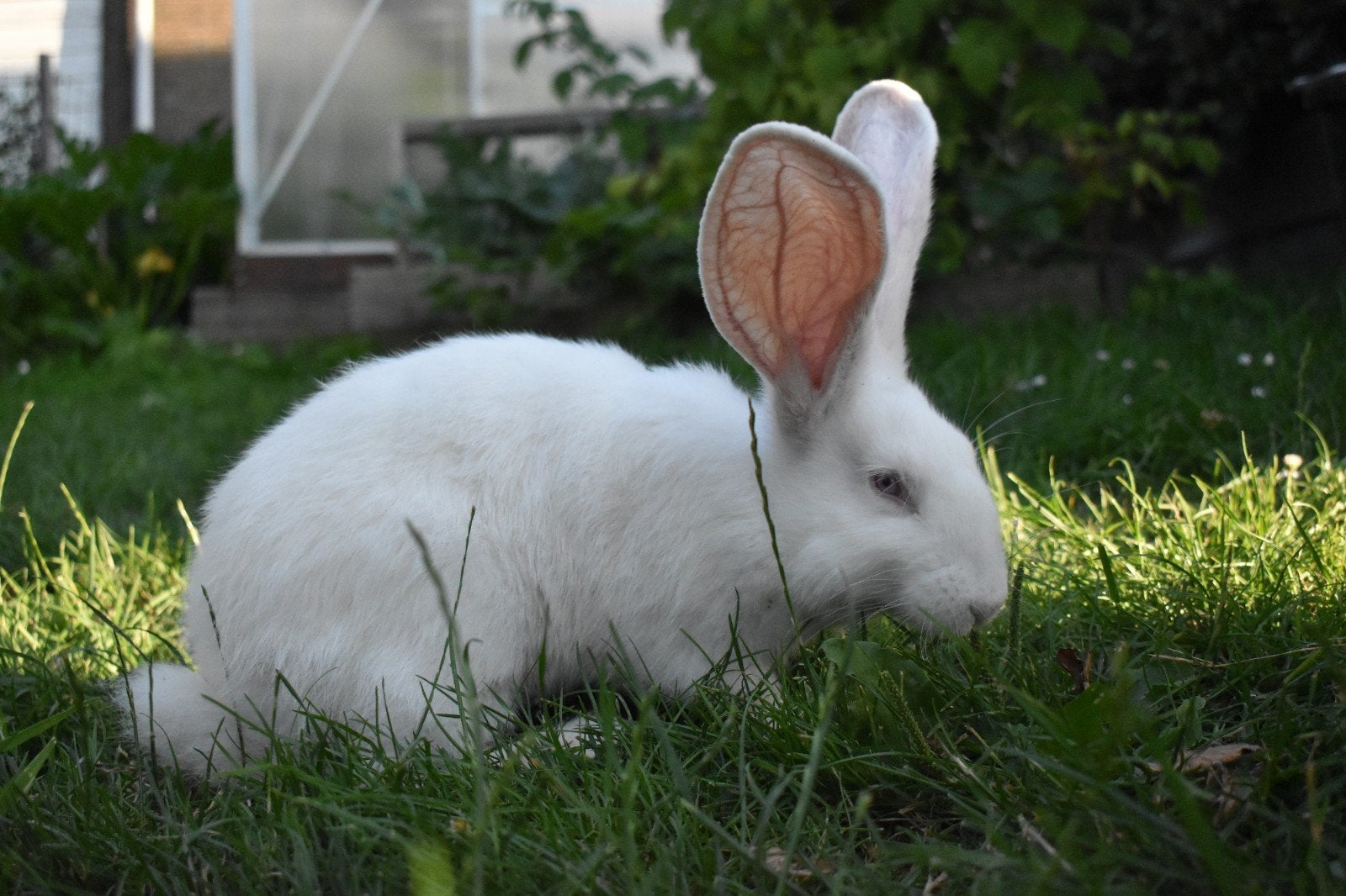 €15! 2 jonge rammen, vlaamse reus, Dieren en Toebehoren, Meerdere dieren, Groot, 0 tot 2 jaar