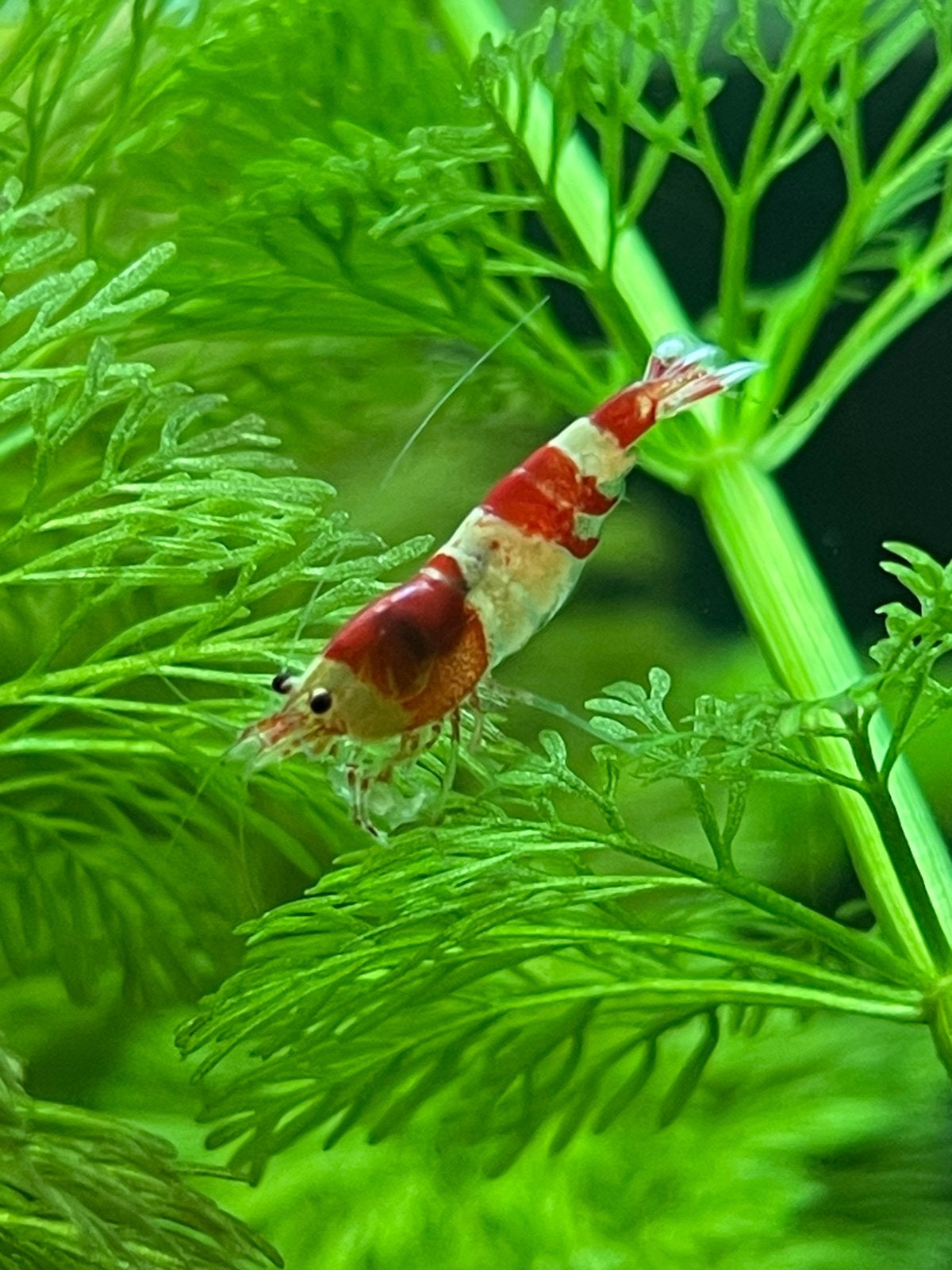 Crystal Red garnalen (Caridina, S-grade), Dieren en Toebehoren, Kreeft, Krab of Garnaal