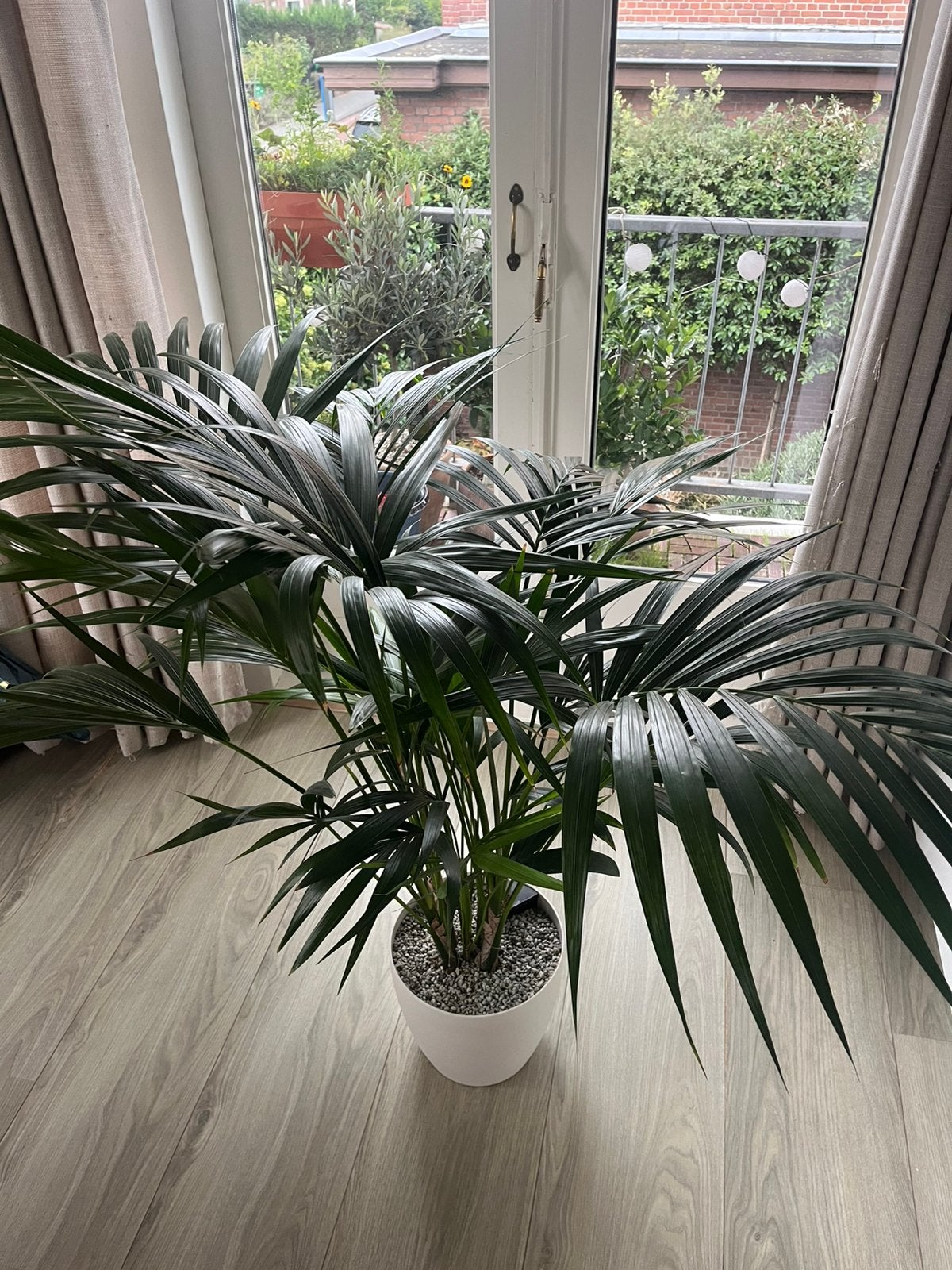 Kentia palm - Hydrocultuur, Groene kamerplant, Ophalen, Halfschaduw, 150 tot 200 cm