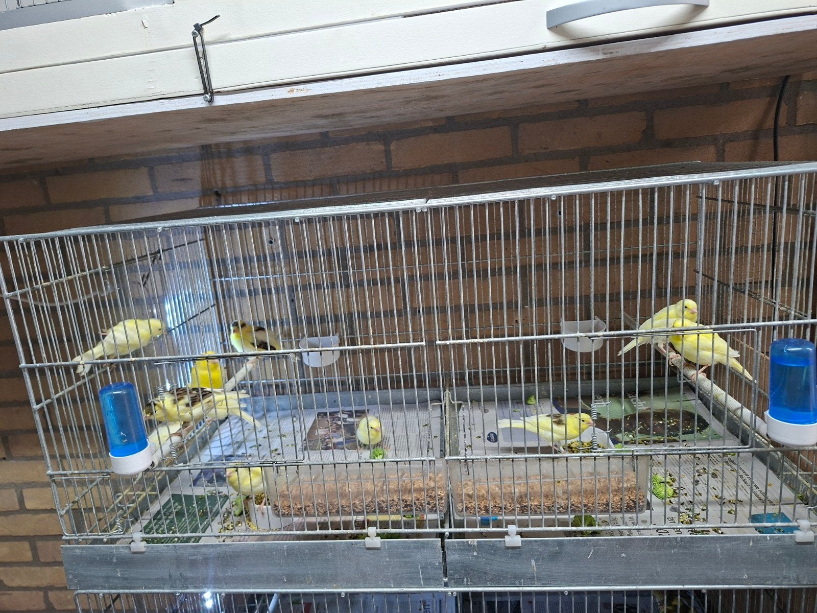 Diversen  kanarie s te koop, Meerdere dieren, Zangkanarie