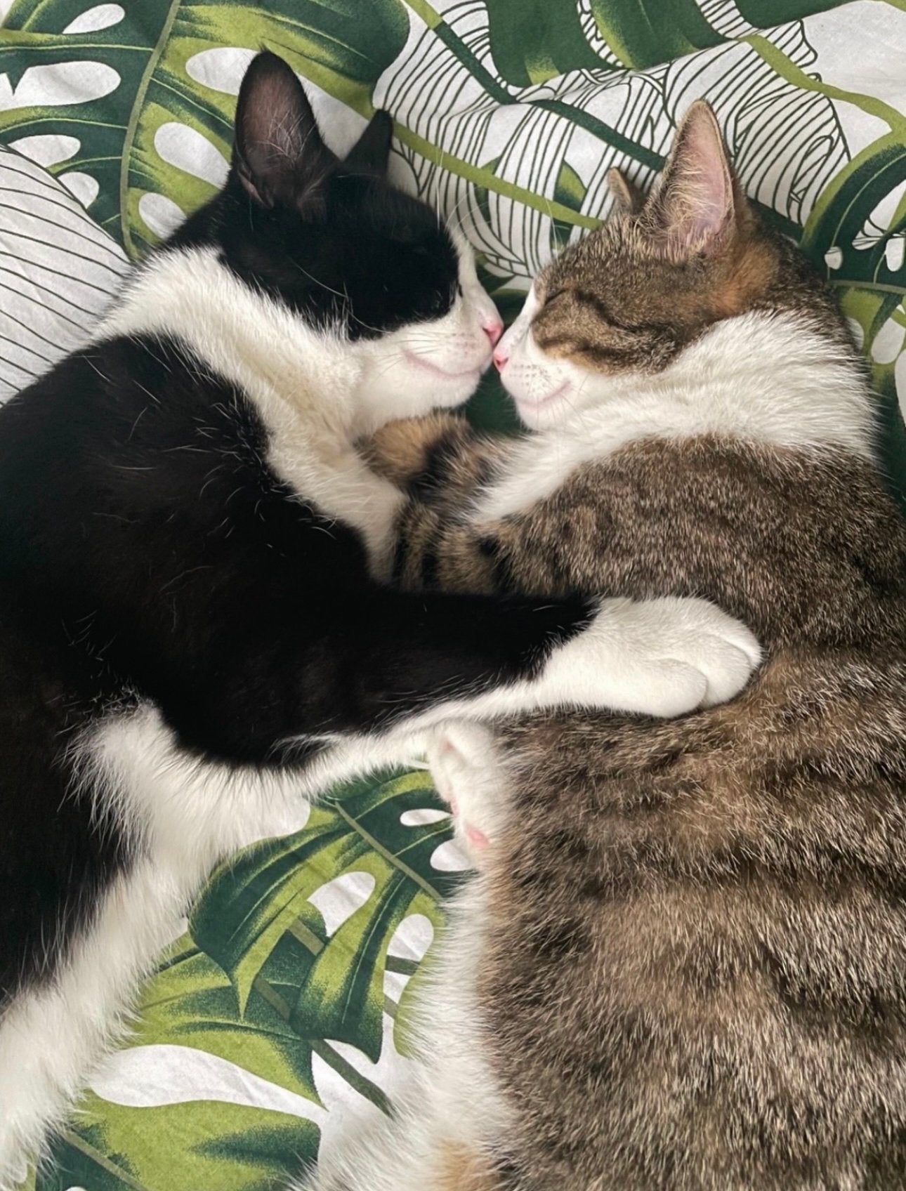 Mijn lieve Milo zoekt een thuis, Dieren en Toebehoren, Katten en Kittens | Overige Katten, Kater