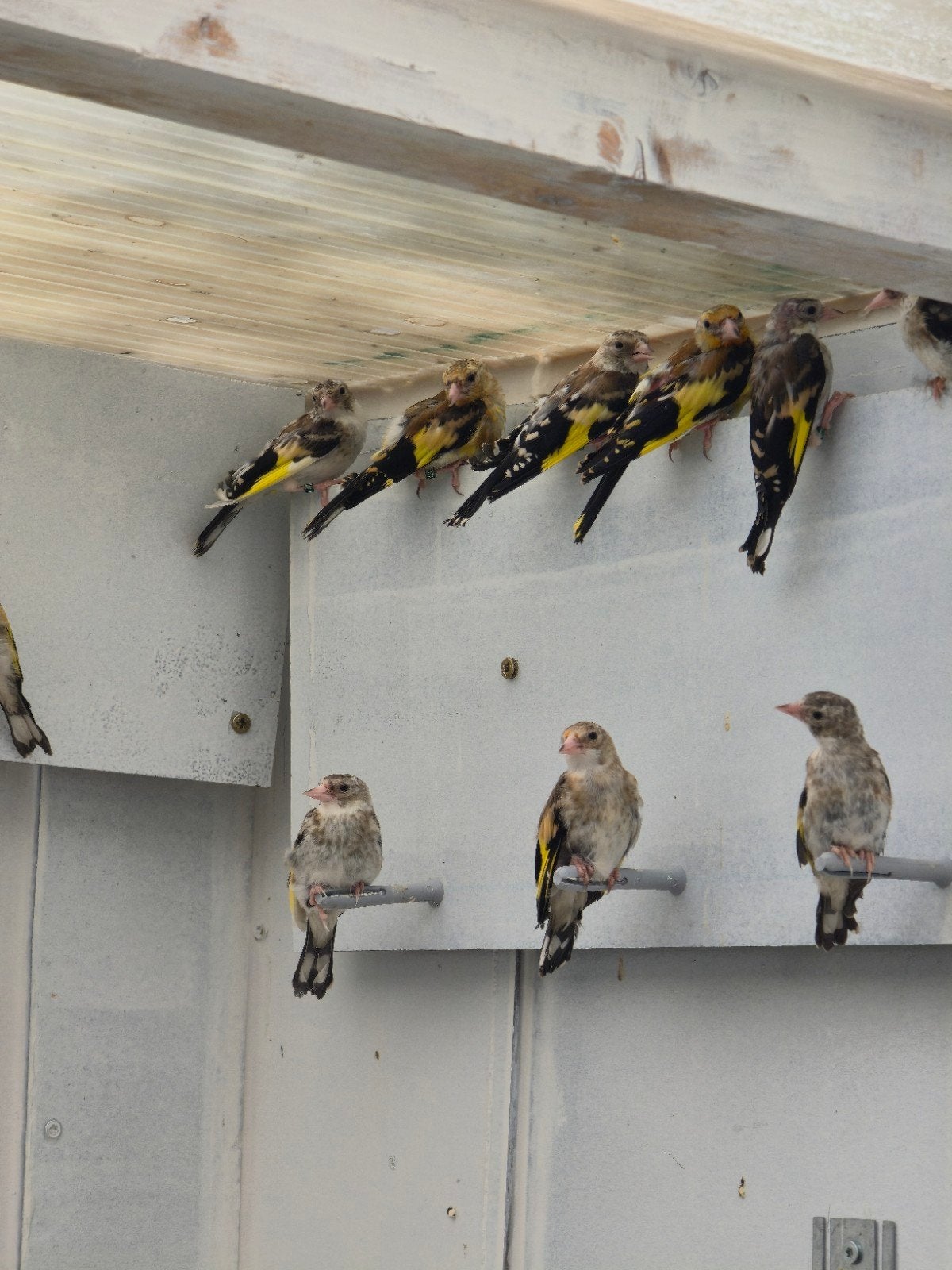 Mooi putters jongen 2026 tekoop, Meerdere dieren, Wildzangvogel