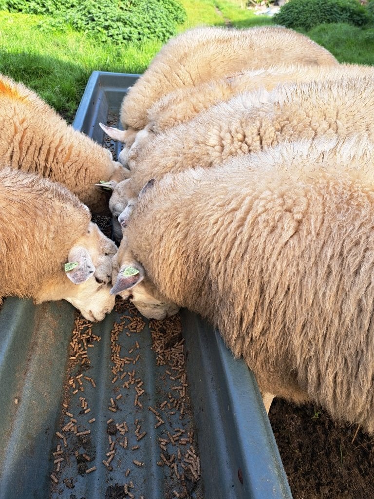 Swifter stamboekram  dekram  ARR/ARR  zwoegervrij, Dieren en Toebehoren, Mannelijk, Schaap, 0 tot 2 jaar
