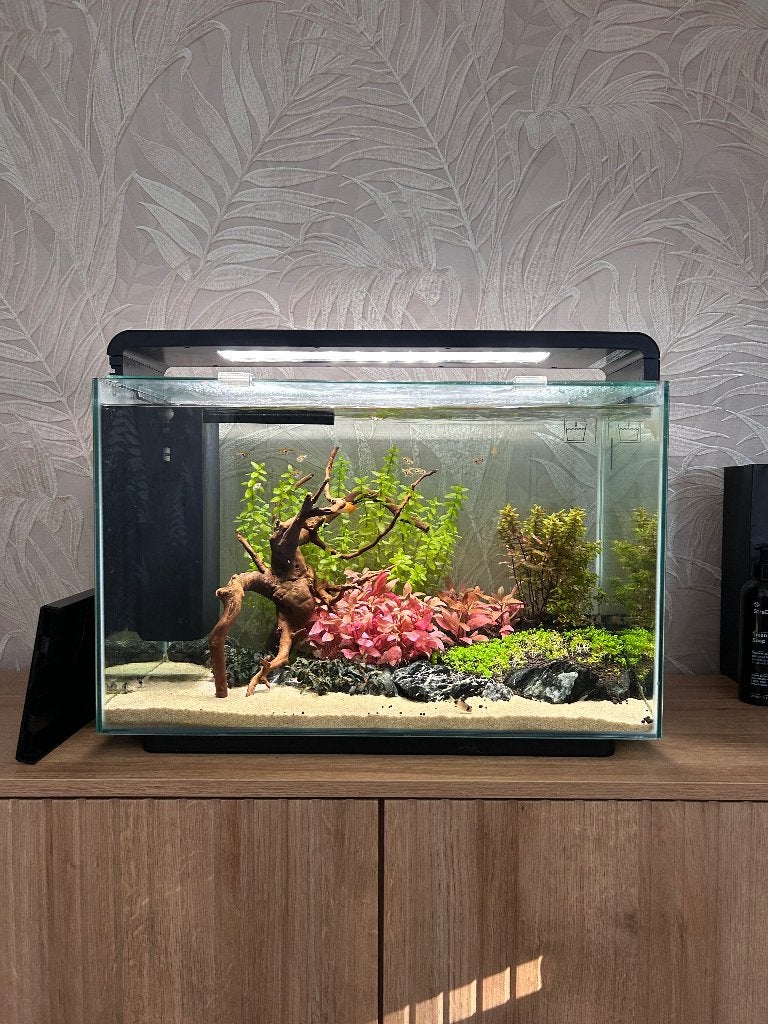 Aquarium superfish home 65, Ophalen, Gebruikt, Leeg aquarium, Superfish