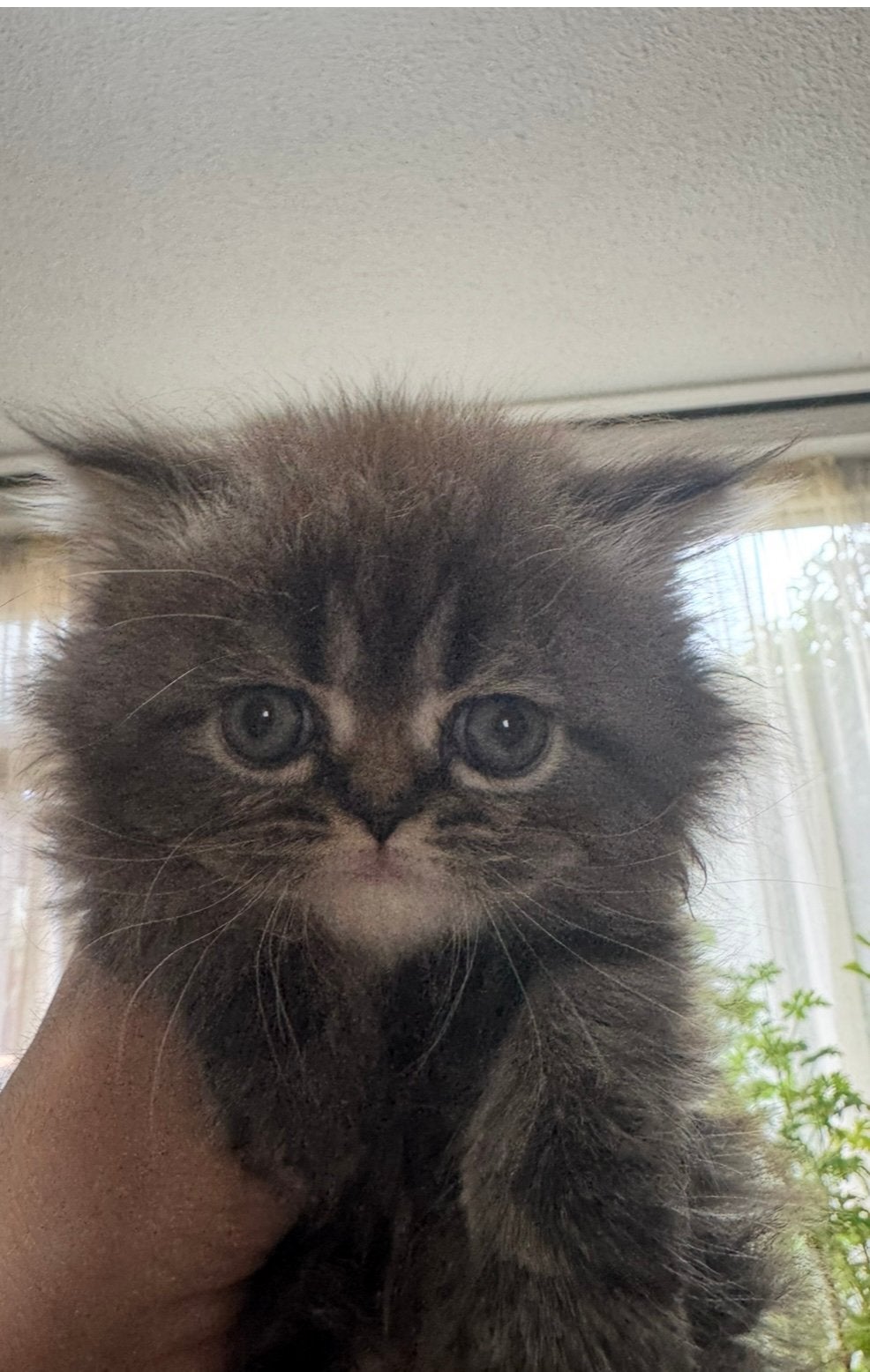Perzisch kitten vrouwtje, Dieren en Toebehoren, Katten en Kittens | Raskatten | Langhaar, Poes