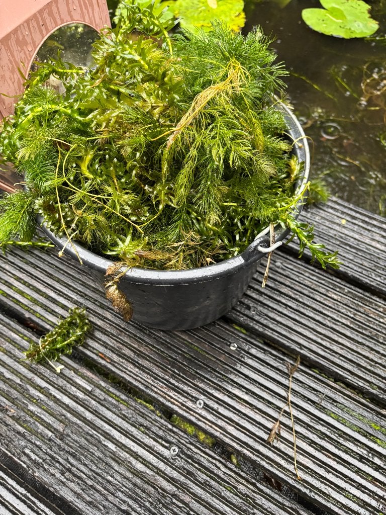 Vijver, Tuin en Terras, Ophalen, Gebruikt