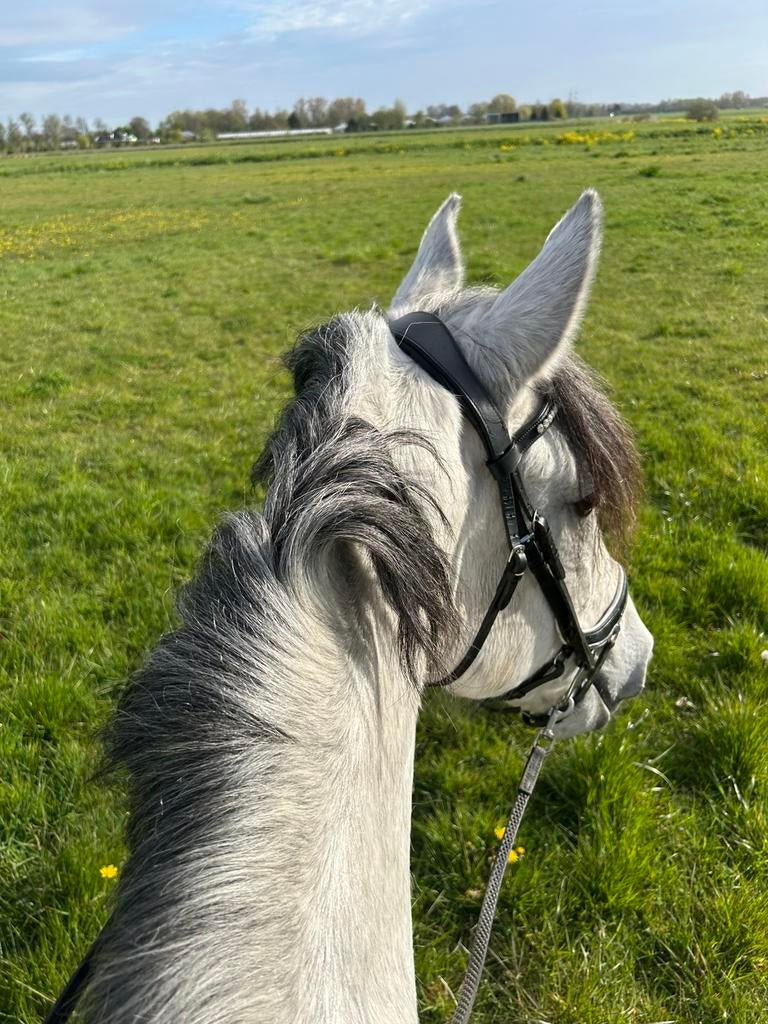 Verzorgster/bijrijdster gezocht, Diensten en Vakmensen, Dieren | Paarden | Verzorging, Oppas en Les, Verzorging of Verzorgpony's
