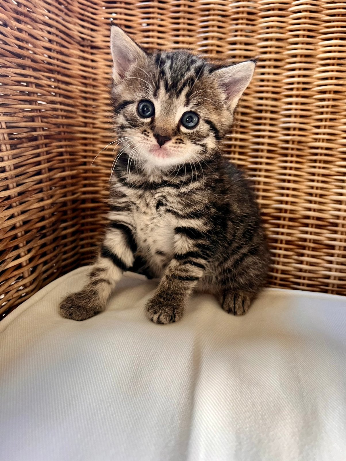 Lieve kittens te koop!, Meerdere dieren