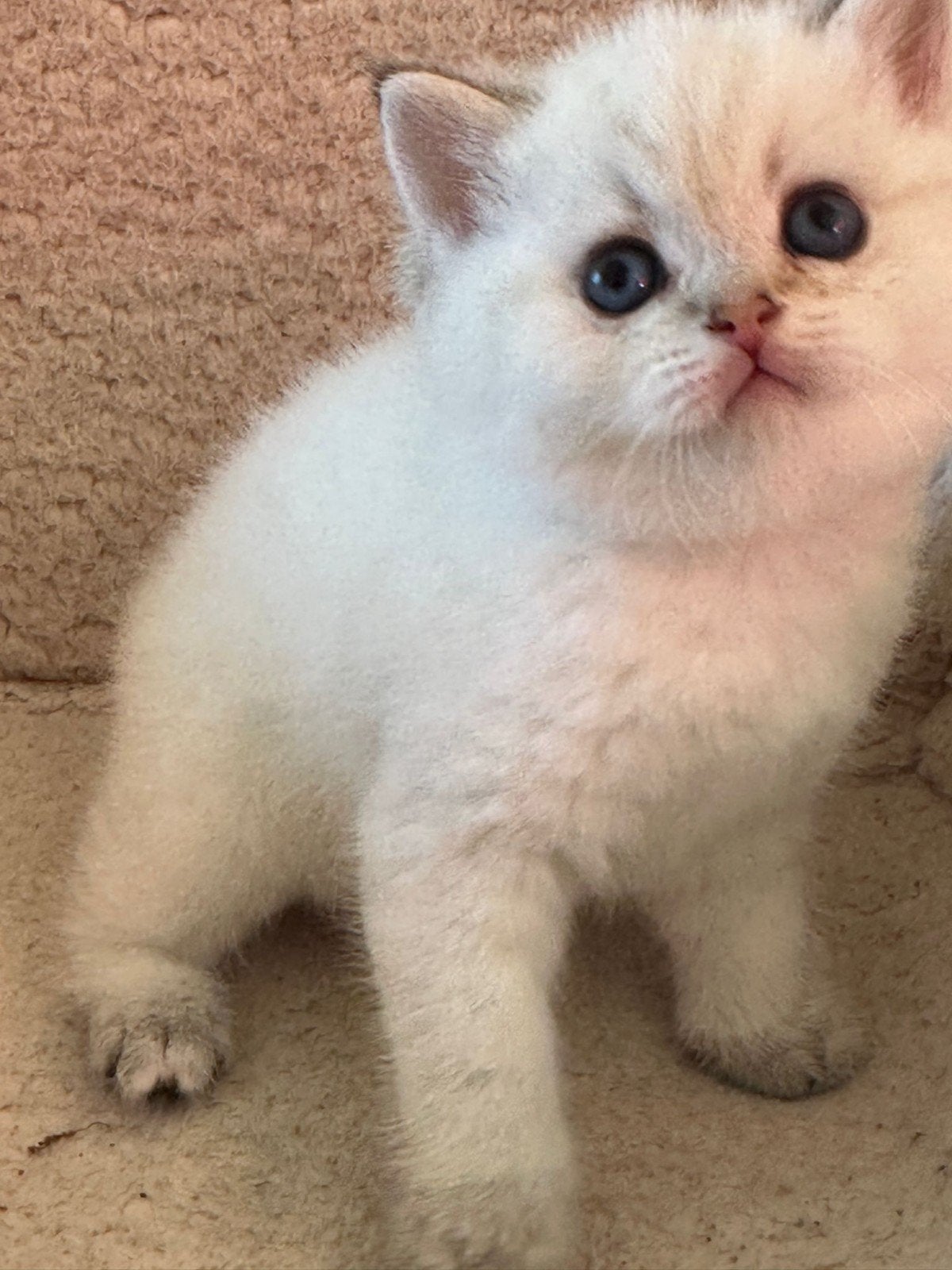 Britse Korthaar kittens., Dieren en Toebehoren, Katten en Kittens | Raskatten | Korthaar